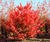 Climate-change-resistant trees for cities 11