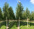 Climate-change-resistant trees for cities 12