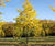 Climate-change-resistant trees for cities 13