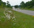 Wildflower hydroseeding service 1