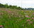 Wildflower hydroseeding service 2