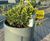 Historic building's rooftop is transformed in to a green amenity space 3
