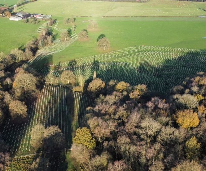 Recyclable tree shelters help restore woodland heritage site