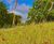 Wildflowers from DLF help golf course achieve GEO certified status 0