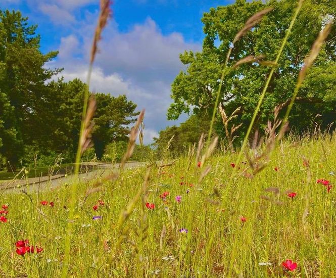 Wildflowers from DLF help golf course achieve GEO certified status