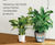 Classico Premium - self-watering plastic planters 3