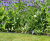 Tuffedge - flexible black PE garden edging for borders and lawns 4