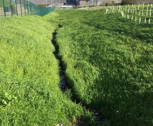 Hydroseeding service with beneficial fungi