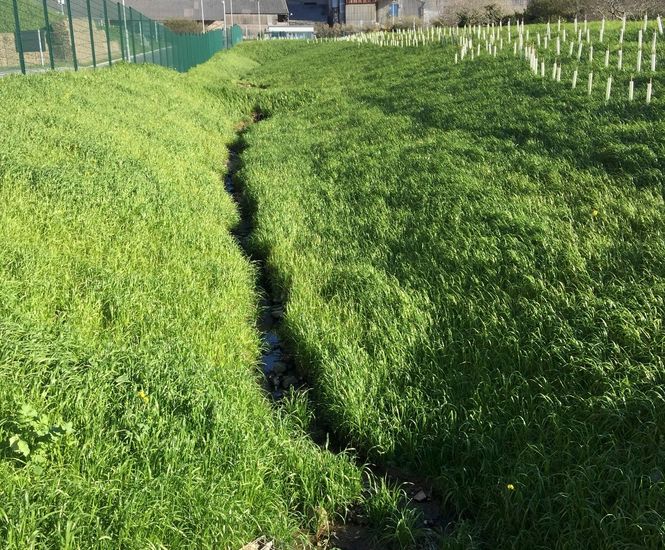 Hydroseeding service with beneficial fungi