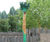 Enzo Fable Tree - carved robinia wood playground sculpture for outdoors 0