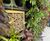 G-WALL - modular living wall for private courtyard garden 1