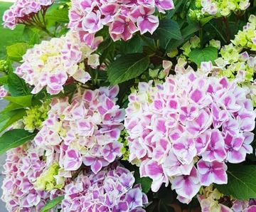 Ericaceous high-performance, low pH, lime-free topsoil