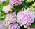 Ericaceous high-performance, low pH, lime-free topsoil 0