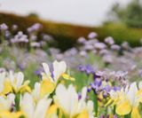 Low Fertility Topsoil - low nutrient soil for wildflower meadow planting - on this page