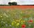 Low Fertility Topsoil - low nutrient soil for wildflower meadow planting 2
