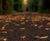 Urban Tree Soil - sand and compost blend for urban tree planting 2