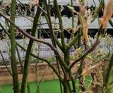 Urban Tree Soil - sand and compost blend for urban tree planting - on this page