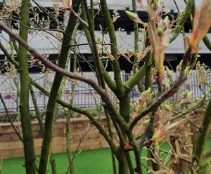 Urban Tree Soil - sand and compost blend for urban tree planting