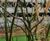 Urban Tree Soil - sand and compost blend for urban tree planting 0
