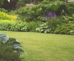 Lawn Rootzone - sand & soil blend for lawns, sports pitches & landscaping