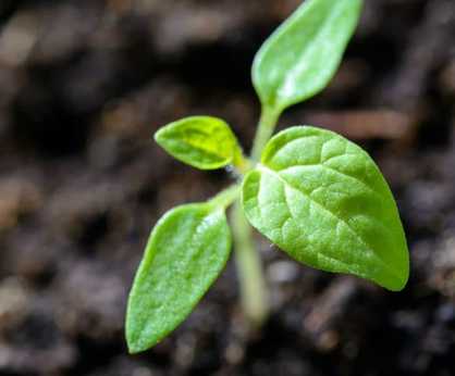 PAS100 Compost - organic peat-free soil improver for gardens and beds