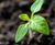 PAS100 Compost - organic peat-free soil improver for gardens and beds 0
