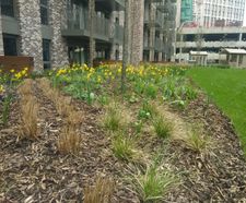 Semi-Intensive Lightweight Green Roof Subsoil - green roof sand & aggregate