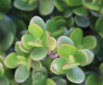Extensive Green Roof Substrate - lightweight compost blend for sedum roofs