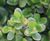 Extensive Green Roof Substrate - lightweight compost blend for sedum roofs 0