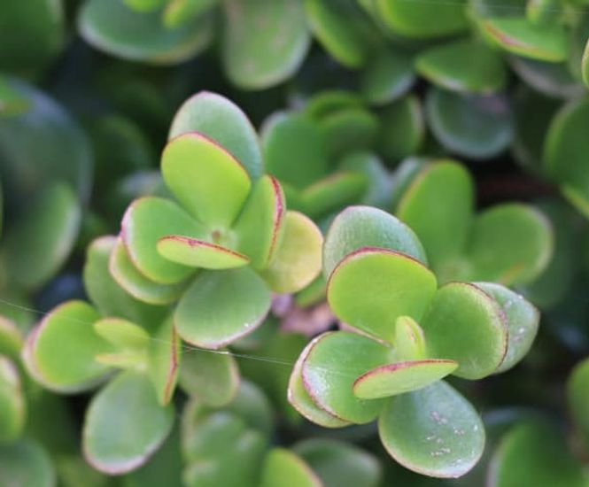Extensive Green Roof Substrate - lightweight compost blend for sedum roofs