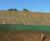 Tree and shrub hydroseeding 1
