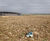 Hydroseeding solution for Stonehenge Visitor Centre and A344 Reinstatement 5