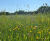 Wildflower seeding - native flower and grass seed mix for meadows 2