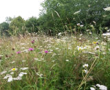 Wildflower seeding - native flower and grass seed mix for meadows - on this page
