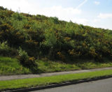 Direct tree seeding solutions - on this page