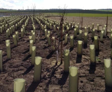 Planting services - bare root & root-balled native tree & shrub planting