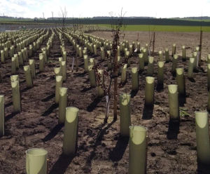 Planting services - bare root & root-balled native tree & shrub planting