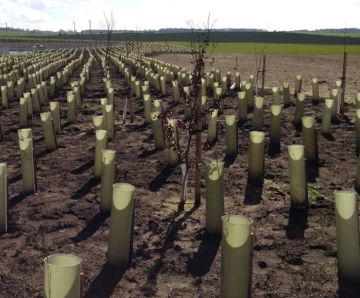 Planting services - bare root & root-balled native tree & shrub planting
