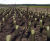 Planting services - bare root & root-balled native tree & shrub planting 0