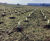 Planting services - bare root & root-balled native tree & shrub planting 2