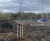 Planting services - bare root & root-balled native tree & shrub planting 1