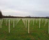 Tubex Tree Shelters Now Made with Minimum 50% Recycled Content - on this page