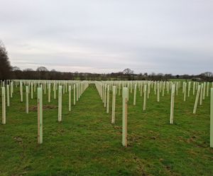 Tubex Tree Shelters Now Made with Minimum 50% Recycled Content