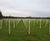 Tubex Tree Shelters Now Made with Minimum 50% Recycled Content 0
