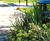 Trees / shrubs, Breme Park housing development 2