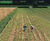 Field-grown wholesale trees 6