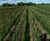 Field-grown wholesale trees 4