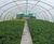 High-quality container-grown shrubs 1