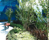 Trees / shrubs, Bradley Stoke Community School, Bristol - on this page