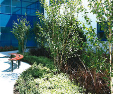 Trees / shrubs, Bradley Stoke Community School, Bristol